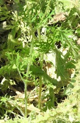 Papaver dubium