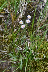 Erigeron acris