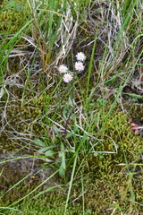 Erigeron acris