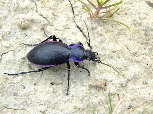 Violet ground beetle