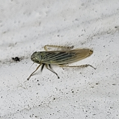 Macrosteles
