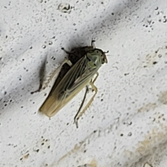 Macrosteles
