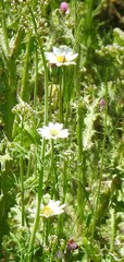 Anthemis arvensis