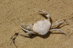 Liocarcinus