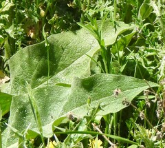 Verbascum pulverulentum