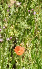 Papaver dubium