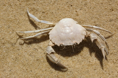 Liocarcinus