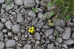 Caltha arctica