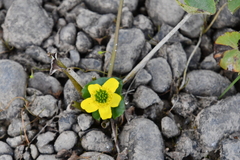Caltha arctica