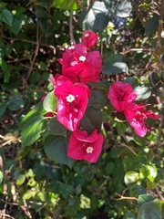 Bougainvillea glabra