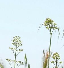 Centranthus calcitrapae