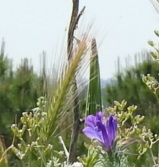 Hordeum murinum leporinum