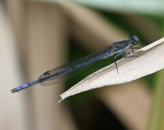 Pseudagrion draconis