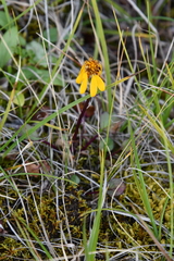 Packera heterophylla