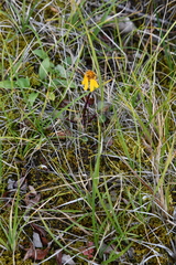 Packera heterophylla