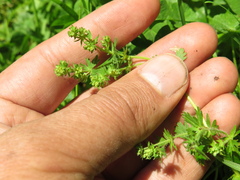 Alchemilla aphanoides