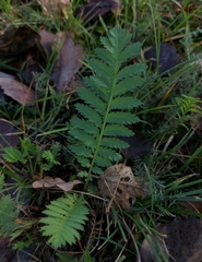 Tanacetum vulgare
