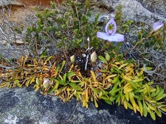 Disa maculata