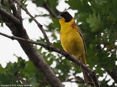 Emberiza melanocephala