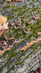 Chondrostereum purpureum