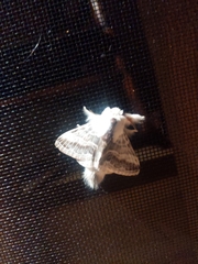 Tolype velleda