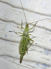 Oecanthus