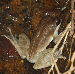 Guibemantis