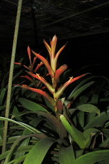 Guzmania wittmackii
