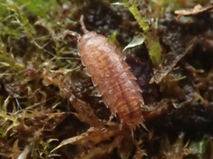 Trichoniscus pusillus