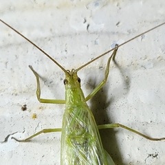 Oecanthus