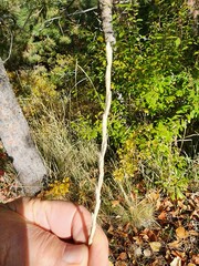 Thinopyrum intermedium