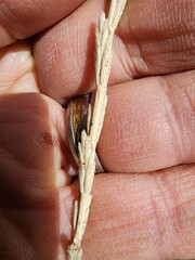 Thinopyrum intermedium