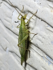 Oecanthus