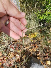 Thinopyrum intermedium