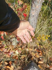 Thinopyrum intermedium