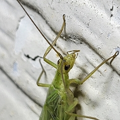 Oecanthus