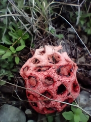 Clathrus crispus