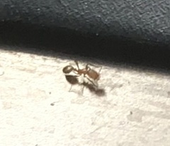 Monomorium pharaonis