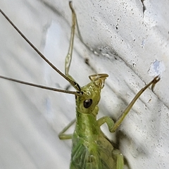 Oecanthus