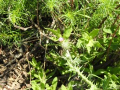 Carduus pycnocephalus