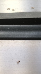 Monomorium pharaonis