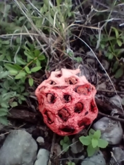 Clathrus crispus