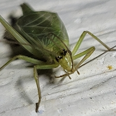 Oecanthus
