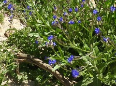 Anchusa azurea