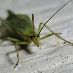 Oecanthus