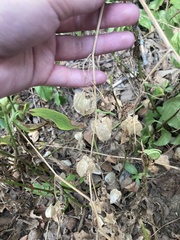 Physalis longifolia