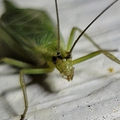 Oecanthus