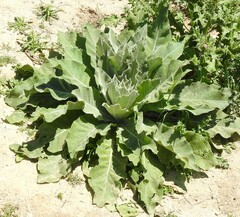 Verbascum pulverulentum