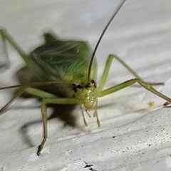 Oecanthus