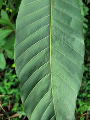 Pouteria macrophylla